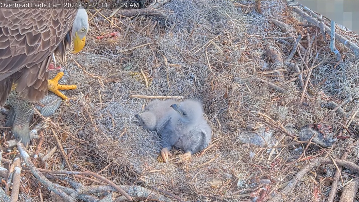Two bald eagle chicks